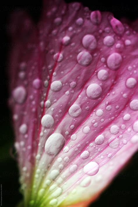 Macro Flower With Water Drops By Stocksy Contributor Dina Marie