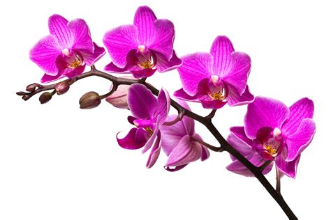 Orchid Wallpapers Images Photos Pictures Backgrounds