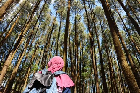 Jogja Menyusuri Hutan Pinus Imogiri Hingga Menikmati Senja Di Titik
