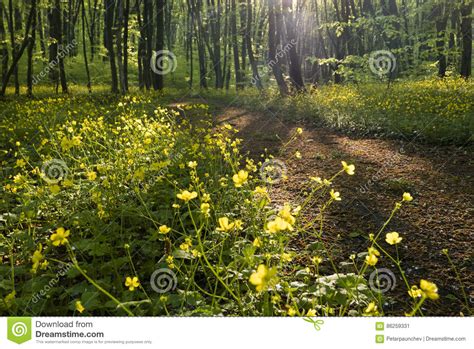 Peaceful Forest Path Stock Image Image Of Peaceful Plant