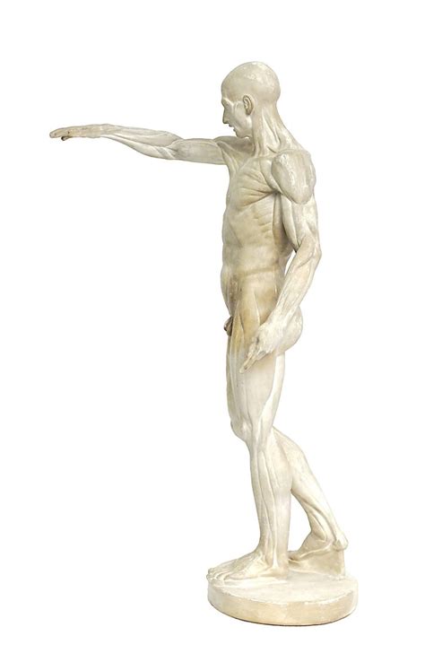 Anatomical Flayed Cast Depicting A Standing Man With Lifted Arm For