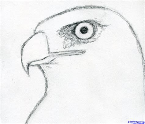 Cute Sketches Of Birds Hawk 3asy To Draw For Drawing Ideas Sketch Art