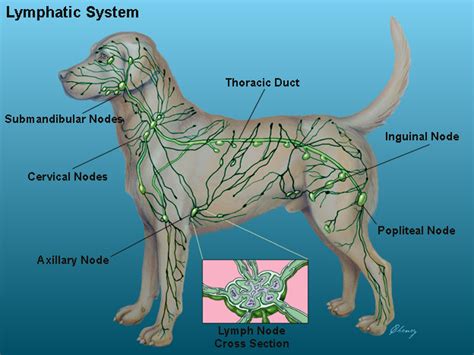 Glendale Animal Hospital - Veterinarian in Glendale, AZ USA :: Dog