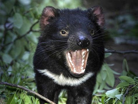 Tasmanian Devil Facts And Photos Bush Heritage Australia