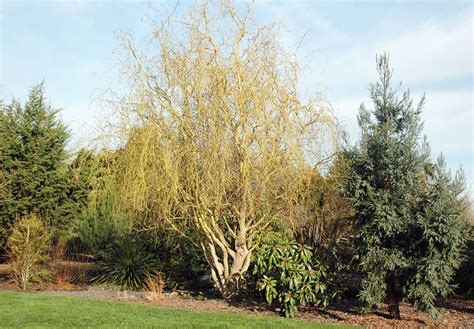 Salix Golden Curls Landscape Plants Oregon State University