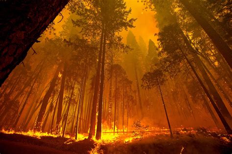 Forest Fire Flames Tree Disaster Apocalyptic 16 Wallpaper 4096x2727