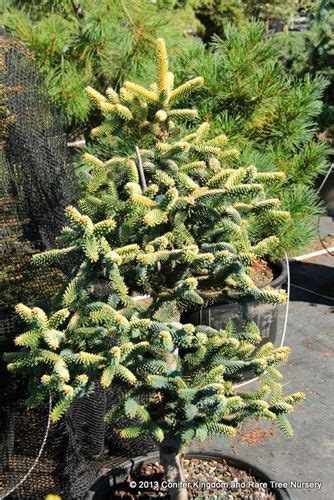 1 star 1 star 1 star 1 star 1 star (0 reviews) write review. Abies pinsapo 'Aurea' _ Spanish Fir _ | Abies, Plants ...
