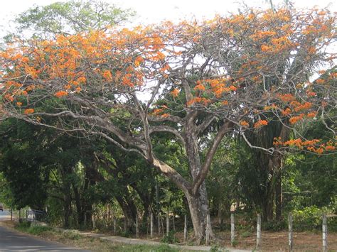 Costa Rica Blogging Flowering Trees Of Costa Rica In Bloom