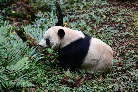Giant Pandas No Longer Endangered China Says But Still Vulnerable Kron4