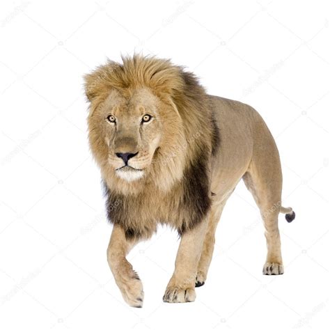 Lion 8 Years Panthera Leo — Stock Photo © Lifeonwhite 10874908