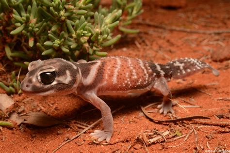 Smooth Knob Tailed Gecko Nephrurus Levis Cobar Region Flickr