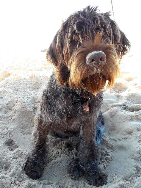 Check spelling or type a new query. wirehaired pointing griffon image by Max Wimpffen | German ...