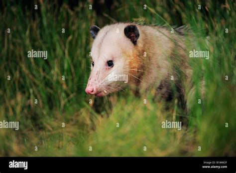 Virginia Opossum Didelphis Virginiana Adult Refugio Coastel Bend Texas