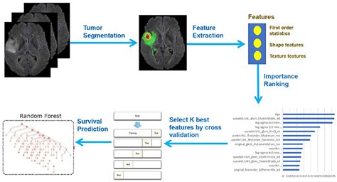 Mobilitare Bungee Jump Reciproco Brain Cancer Organizations Attivamente