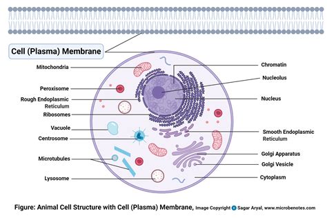 Chromosomes In An Animal Cell