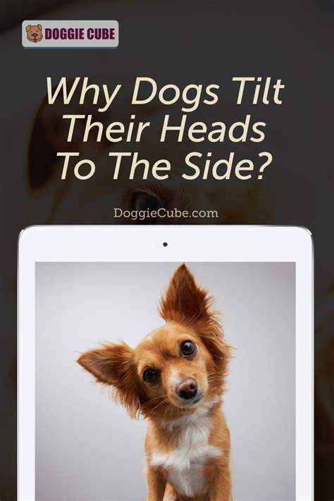 Why Dogs Tilt Their Heads To The Side 4 Possible Reasons Doggie