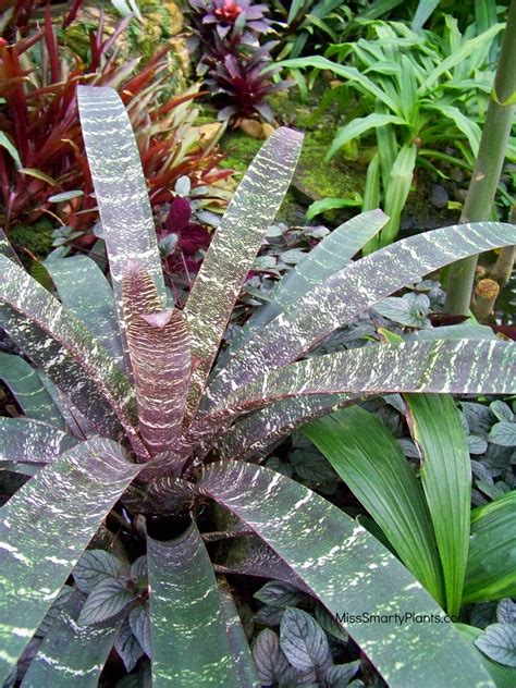 Save Money By Planting Bromeliad Pups Miss Smarty Plants