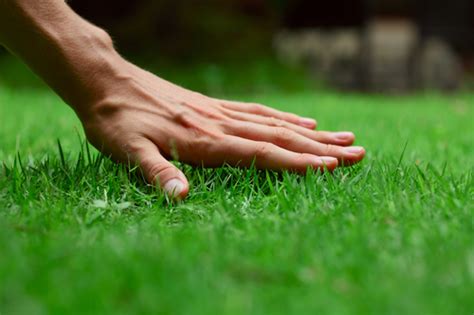 Ways To Master Your Summer Lawn Care Lawn Maintenance Dk Landscaping
