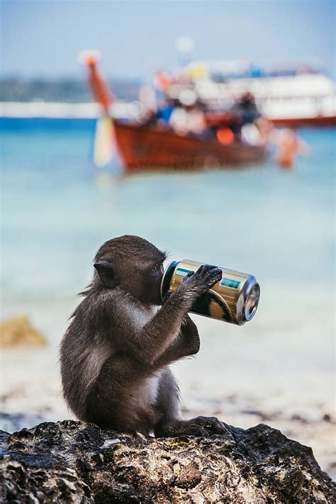 I could create a cool concept image and then round out the shoot with assorted funny monkey pictures. A monkey drinking a beer at the beach by Mauro Grigollo ...