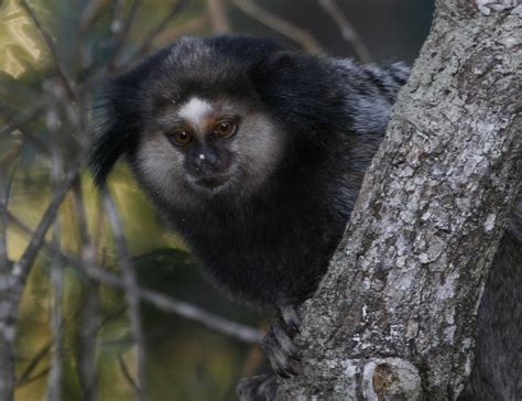 It typically has some sparse white hairs on its face. Brazil June 2006 Ecotour Day 2: Atlantic Rainforest - on ...