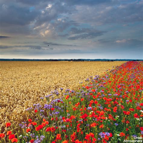 Beautiful Poppy Field And Cornfield Summer Flowers