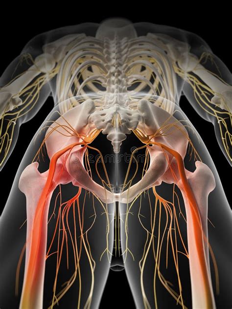 Ilustração Do Formato Do Vetor Da Anatomia Do Nervo Ciático Ilustração