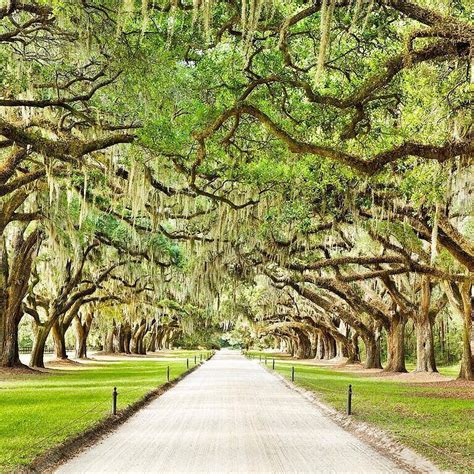 Travel Leisure On Instagram “this Mesmerizing Avenue Of Majestic Oak
