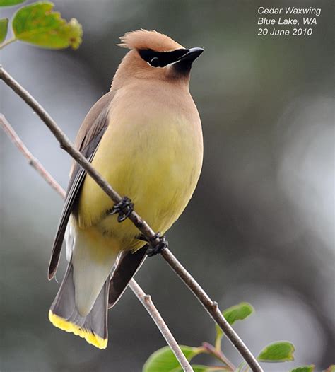 Northwest Nature Notes Waxwings The Smoothest Birds