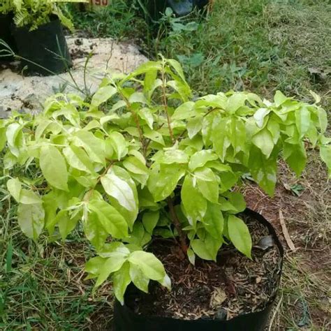 We did not find results for: Bibit tanaman hias bonsai anting putri | anting putri ...