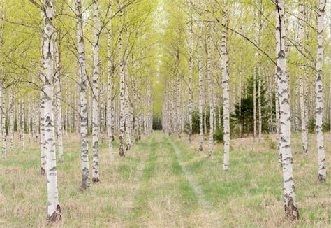 Birch Tree In Spring Stock Image Image Of Leaves Colorful 147350123