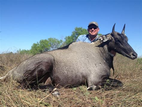 Exotic Game Hunting In Texas With Desert Safaris