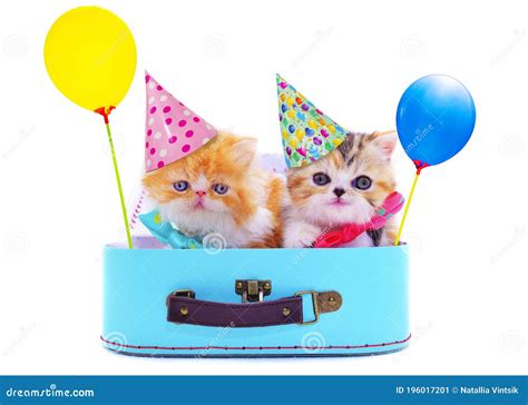 Happy Kittens With Colored Balloons Stock Image Image Of Cute
