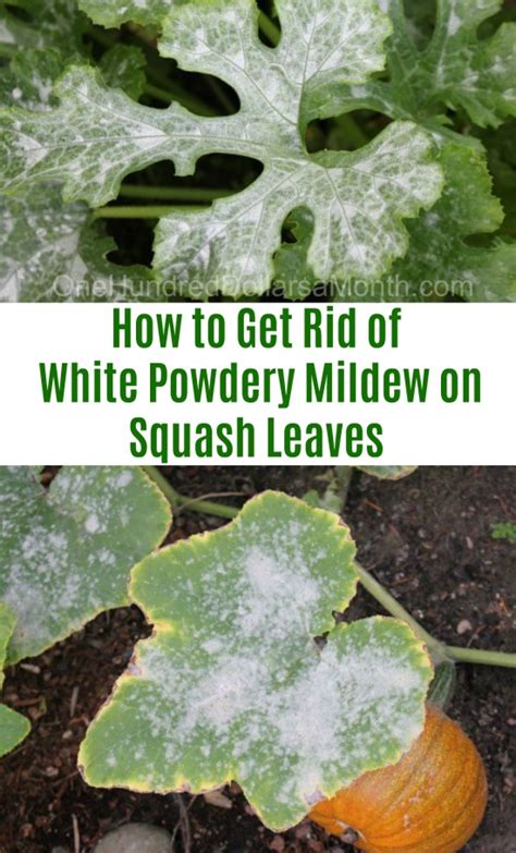 It has everything you like about a classic stuffed pepper—ground beef, rice, tomatoes have you tried this yet? How to Get Rid of White Powdery Mildew on Squash Leaves ...