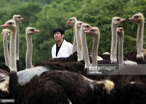 Ostrich Syndrome Photos And Premium High Res Pictures Getty Images