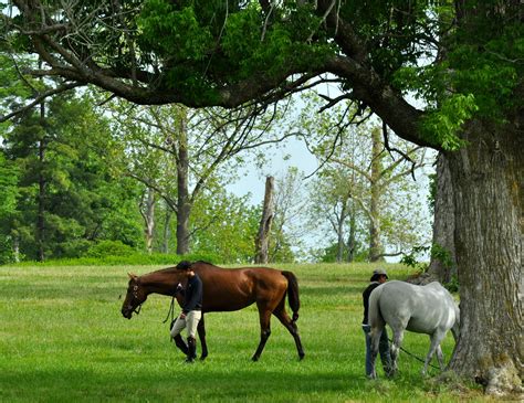 Beautiful Kentucky Horse Park Kentucky Horse Park Horses Kentucky Farms