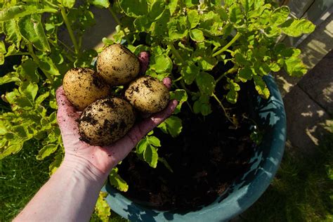 Why you should start thinking about planting potatoes now | New Scientist