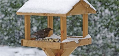 9 Top Tips To Get Your Garden Birds Through The Cold