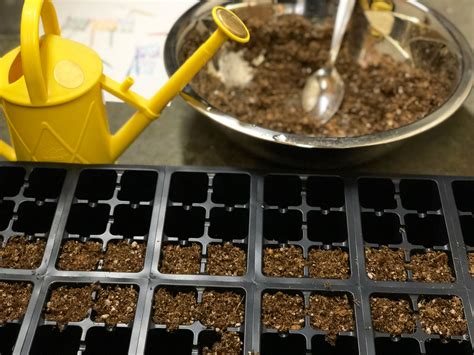 How To Start Seeds Indoors In 4 Easy Steps — Seattles Favorite Garden