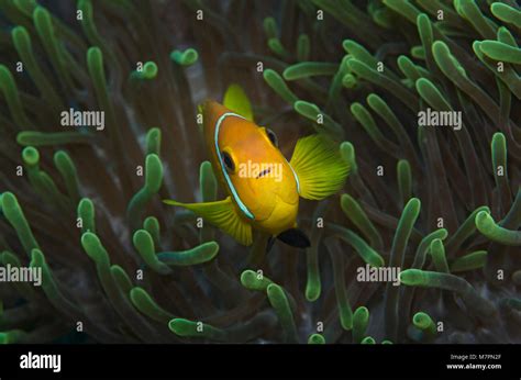 Pink Skunk Clownfish Amphiprion Perideraion Sheltering In Anemone In