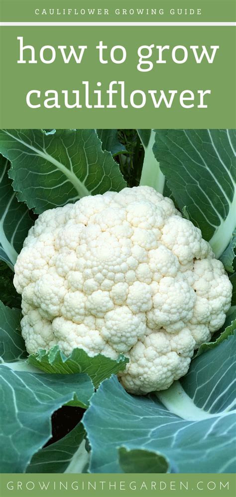 How To Successfully Grow Cauliflower Growing In The Garden Growing