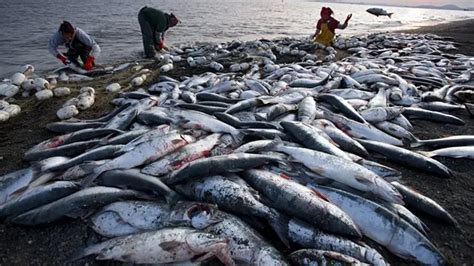 Pesca Excesiva En México Amenaza A Ecosistemas Marinos Dia De Pesca