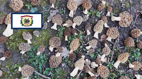 Where To Find Mushrooms In West Virginia Mushroomstalkers