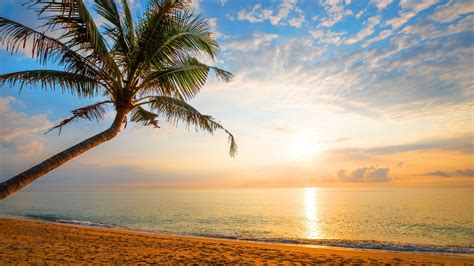 Desktop Wallpaper Palm Tree Sand Beach Sunny Day