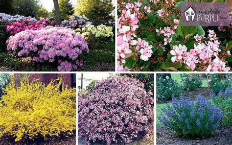 The Most Perfect Perennial Shrubs For Your Garden Pretty Purple Door
