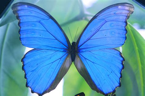 colors of butterflies 9 beautiful butterflies blue butterfly butterfly
