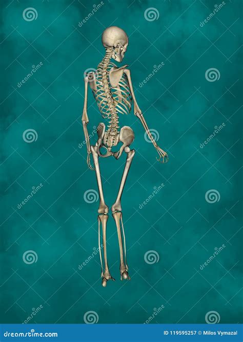 Female Skeleton 3d Human Model Stock Illustration Illustration Of