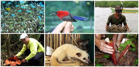 Foundation For The Philippine Environment Researches Biodiversity
