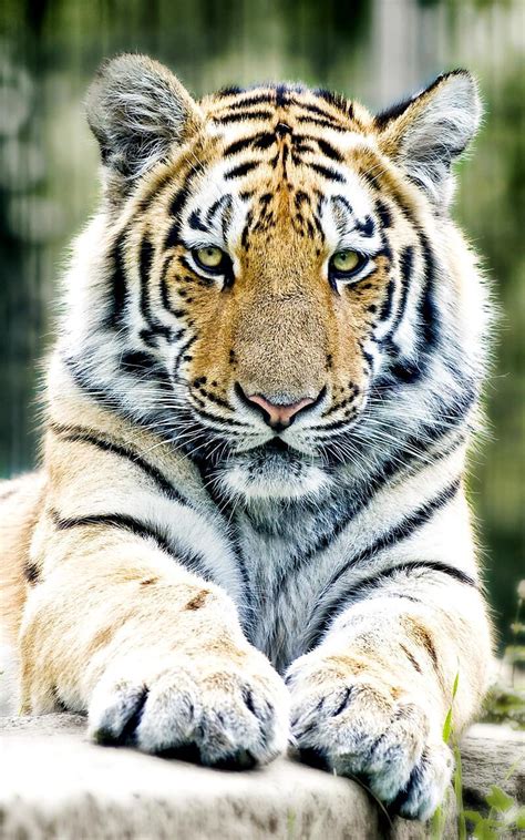 Wallpaper Harimau Putih Mengaum 3d