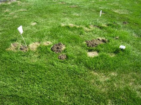 Lawn Mole Control Damage Iowa West Des Moines Trapping Removal Poison