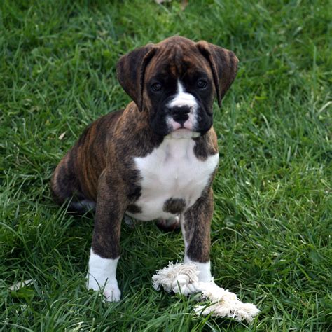 Boxer Puppy Boxer Puppies Boxer Dogs Cute Boxer Puppies